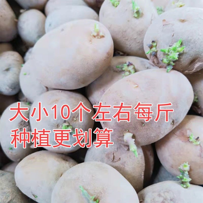 新鲜四季土豆种子可吃黄白心发芽高产早熟黄皮秋冬季种子马铃薯种