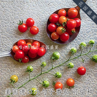 传家宝醋栗小勺子番茄种子 美国传家宝进口浓郁皮薄多汁 可留种