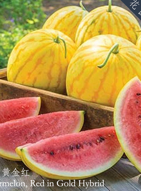4粒F1抗病高产甜美黄金红/黄金黄西瓜种子黄皮红肉黄肉美国burpee