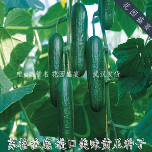 F1美味嫩甜无籽黄瓜 苏格拉底 有机进口蔬菜种子