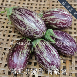 20粒传家宝种子 南亚小茄子 甜嫩  耐热 花茄子 可留种