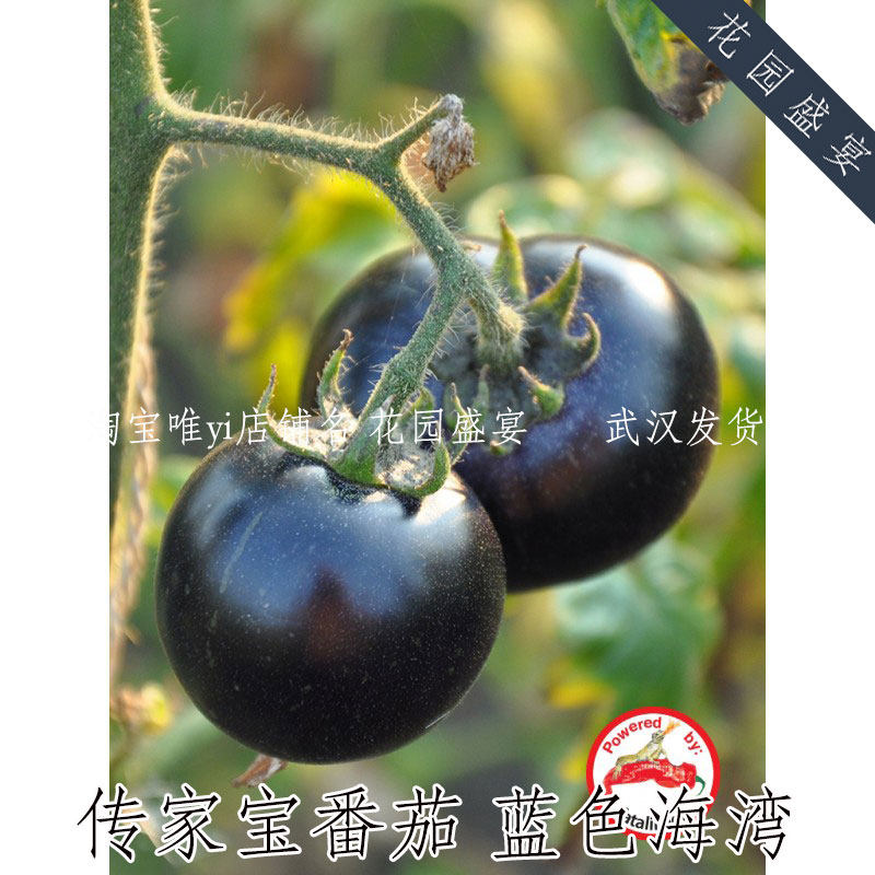 买1送1 传家宝可留种甜番茄蓝色海湾种子美国进口,鲜花速递/花卉仿真/绿植园艺,家庭园艺种子,淘宝优惠券,粉丝福利购,淘宝优惠卷