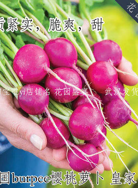 美国burpee樱桃萝卜种子皇家紫肉质紧实脆爽甜盆栽易种植