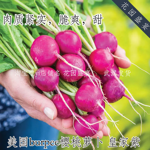 美国burpee樱桃萝卜种子皇家紫肉质紧实脆爽甜盆栽易种植