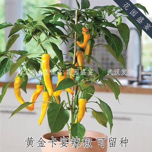 买1送可留种中辣黄金辣椒种子