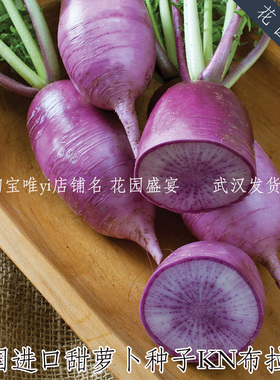 脆嫩甜！紫色萝卜种子20粒KN布拉沃美国进口蔬菜秋播种子盆地栽