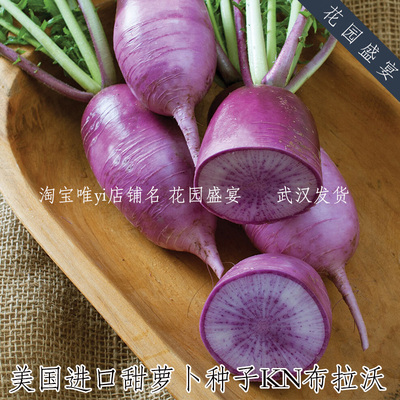 紫色萝卜美国进口蔬菜种子