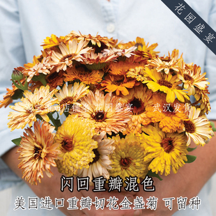 有益益虫花卉金盏菊种子闪回重瓣混色30粒美国进口切花种子易种植