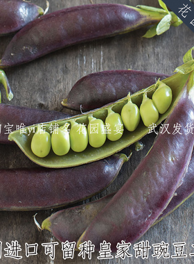 买1送1矮生可留种紫色皇家甜豌豆二世 美国进口秋播蔬菜种子盆栽