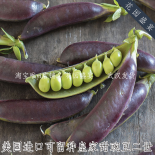 矮生可留种紫色皇家甜豌豆二世种子6粒美国进口秋播蔬菜种子盆栽