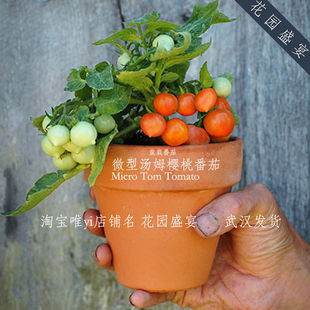 买1送1盆栽番茄强推微型汤姆种子美国传家宝进口樱桃可留种 A41