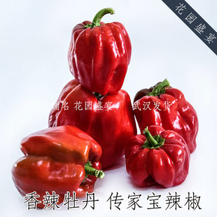 传家宝风味辣椒 香辣牡丹 进口蔬菜种子 可留种