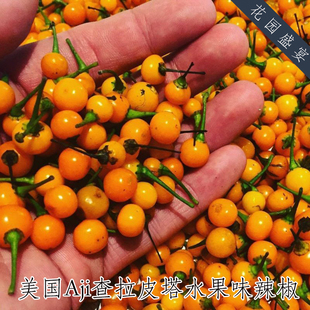 买1送1可盆栽柑橘水果味非常辣辣椒种子Aji查拉皮塔美国进口