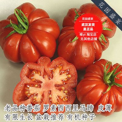 有机推荐罗素西西里马蹄皮薄盆栽