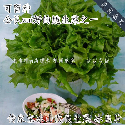 传家宝可留种结球冰山型改良脆生菜种子冰皇后美味脆