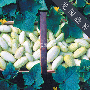 6粒有机可留种短藤本灌木迷你白黄瓜种子老种美味美国传家宝进口