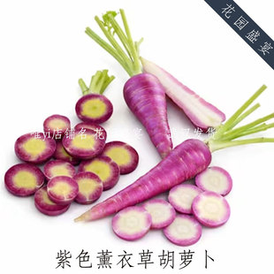 紫色薰衣草色胡萝卜种子春秋盆栽地栽种子