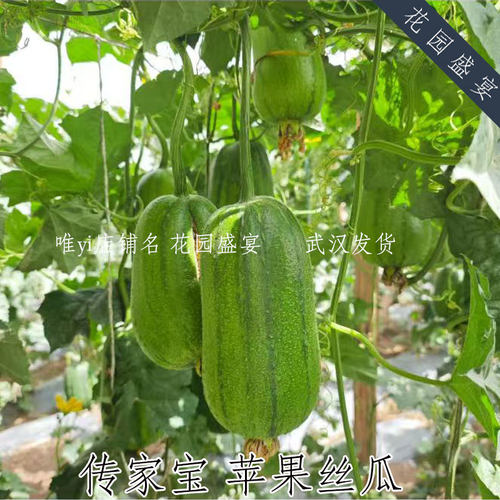 20粒传家宝苹果丝瓜种子 可留种