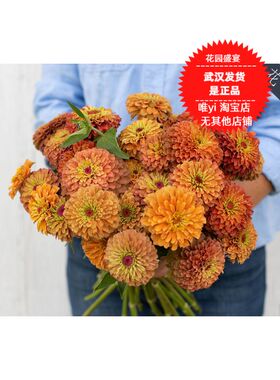 5粒种子可留种盆栽百日草种子皇后石灰橙 美国BURPEE品牌进口H39