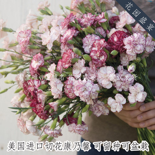 美国可盆栽可留种切花重瓣粒种子