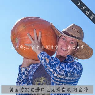 6粒传家宝巨无霸巨型南瓜种子可留种进口（包发芽）