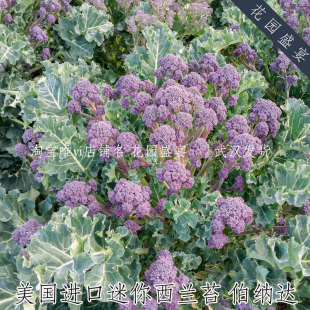 迷你西兰苔伯纳达种子进口盆栽蔬菜紫色西兰