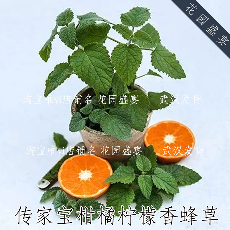 花园盛宴传家宝柑橘香蜂草