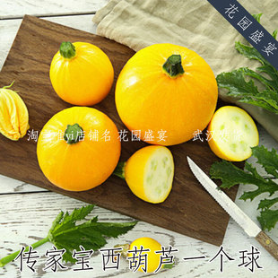 10-15粒传家宝一个球黄金西葫芦种子可留种进口盆栽地栽高产