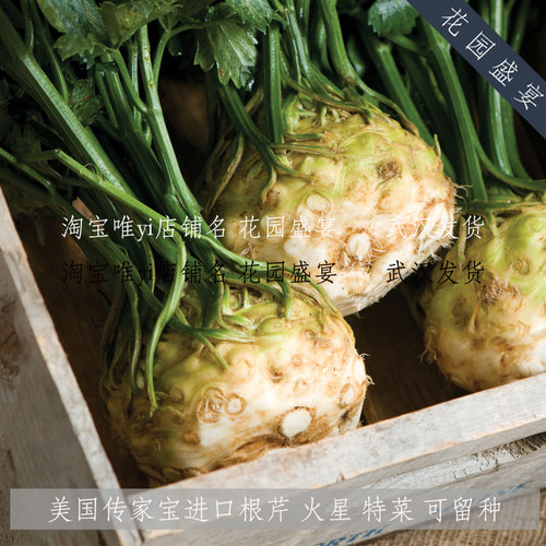 多年生地中海芹菜种子火星