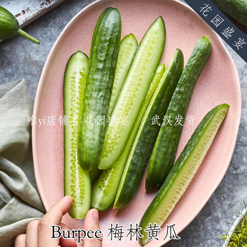 F1 Burpee梅林黄瓜 高产酥脆 生食推荐 进口蔬菜种子
