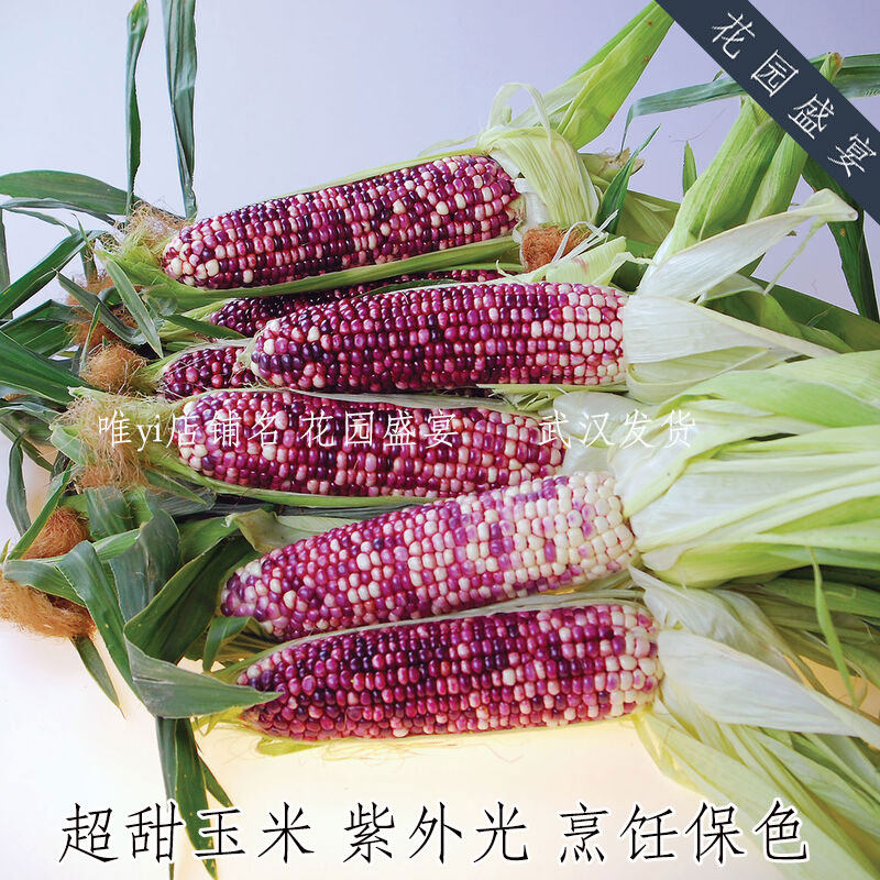 F1超甜水果玉米 紫外光 烹饪可保色 进口蔬菜种子,鲜花速递/花卉仿真/绿植园艺,家庭园艺种子,淘宝优惠券,粉丝福利购,淘宝优惠卷