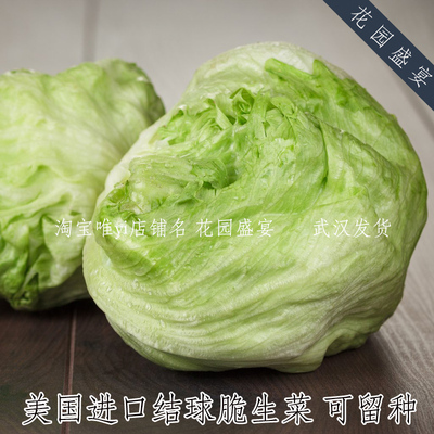 可留种结球生菜克里斯皮诺