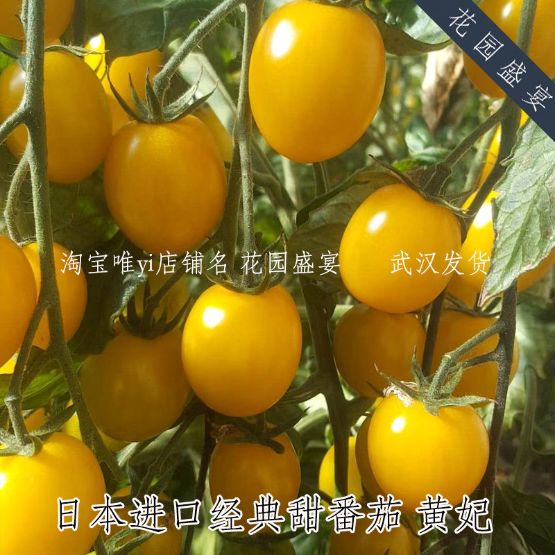 母猪！经典甜樱桃番茄种子黄妃 花园盆栽地栽西红柿种子日本进口,鲜花速递/花卉仿真/绿植园艺,家庭园艺种子,淘宝优惠券,粉丝福利购,淘宝优惠卷