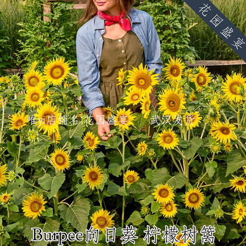 burpee柠檬树篱 多头切花向日葵种子 美国进口花卉种子