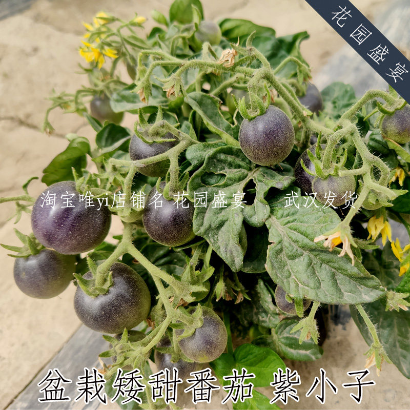 花园盛宴盆栽番茄微型