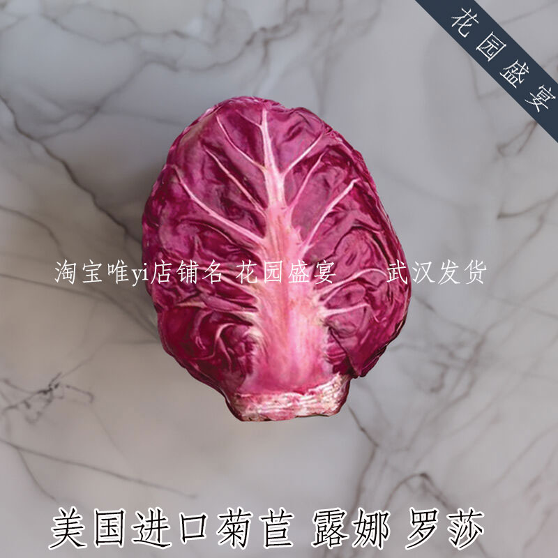 可留种进口红色结球菊苣种子露娜罗莎盆栽地栽耐寒高产