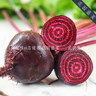 传家宝甜菜根早熟奇迹种子50粒美国进口可留种盆地栽春秋播种50粒