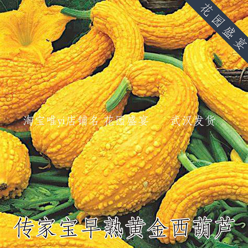10-15粒传家宝可留种早熟黄金西葫芦种子易种植老品种美味