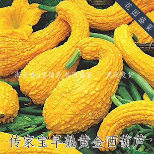 10-15粒传家宝可留种早熟黄金西葫芦种子易种植老品种美味