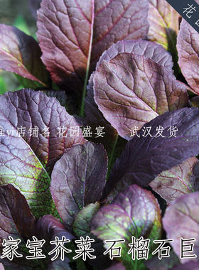 传家宝芥菜种子 石榴石巨人 进口蔬菜种子 可留种