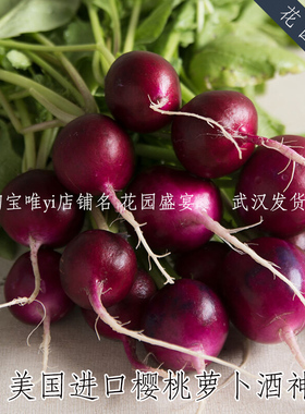 100粒盆栽樱桃萝卜种子酒神紫色巴克斯美国进口蔬菜种四季播易种