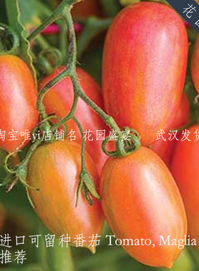 母猪矮生番茄权威评分高粉色衬衫4粒种子可留种盆栽美国BURPEE A6