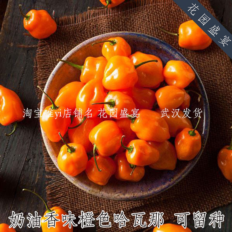 花园盛宴橙色哈瓦那传家宝图片