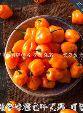 10粒种子可留种奶油香橙色哈瓦那辣椒种子传家宝中辣香辣椒可盆栽