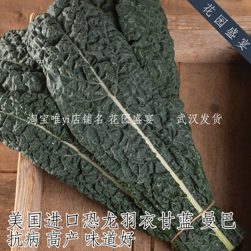 恐龙羽衣甘蓝曼巴种子高产抗病