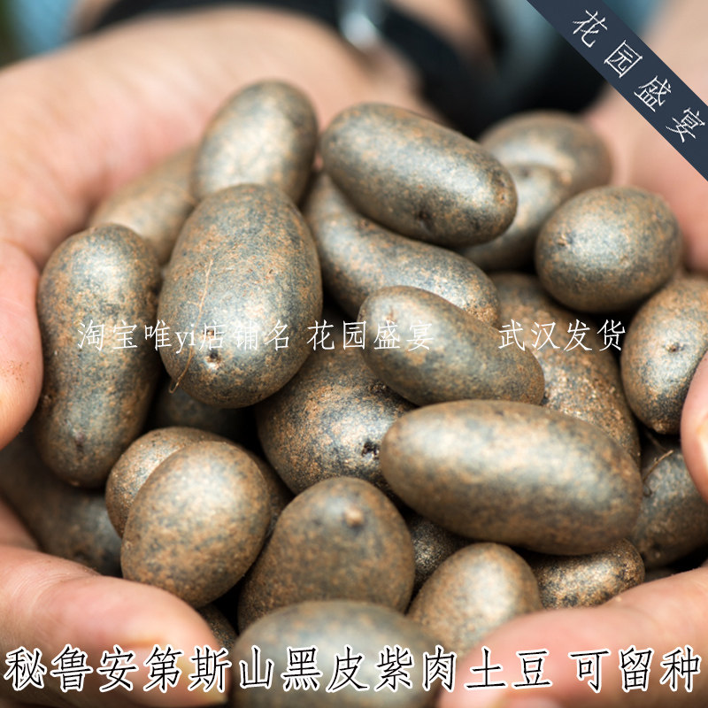秘鲁安第斯山脉黑土豆种种块块茎可留种老品种盆栽地栽