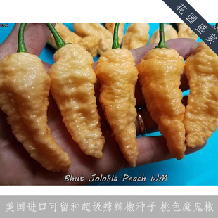 传家宝超辣桃色魔鬼辣椒 进口蔬菜种子 可留种