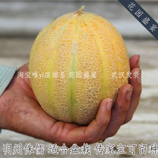 6粒盆栽推荐甜瓜明州侏儒种子美国传家宝进口可留种