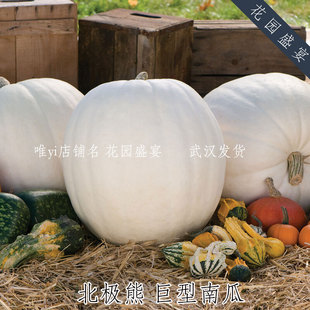 老品种传家宝高产抗病南瓜种子熊宝宝果肉美味瓜子AAS获奖冠军