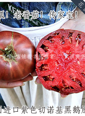 沙瓤可留种番茄种紫色切诺基黑鹅肝美国进口传家宝 A32（包发芽）